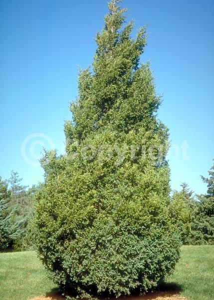 Yellow blooms; Brown blooms; Evergreen