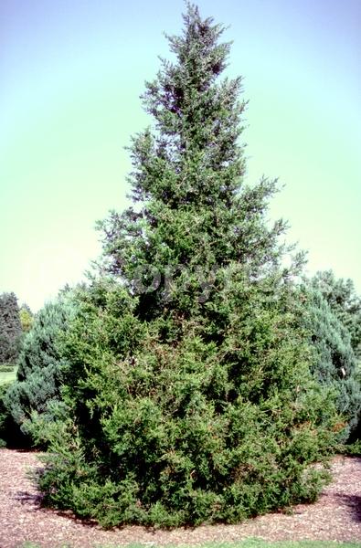 Yellow blooms; Brown blooms; Evergreen