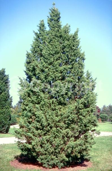 Yellow blooms; Brown blooms; Evergreen