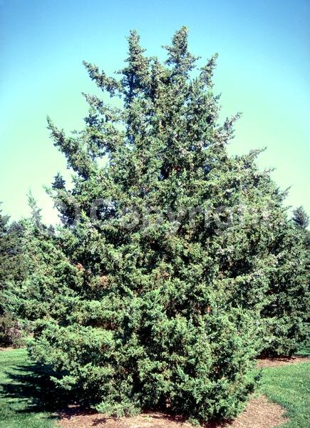 Yellow blooms; Brown blooms; Evergreen