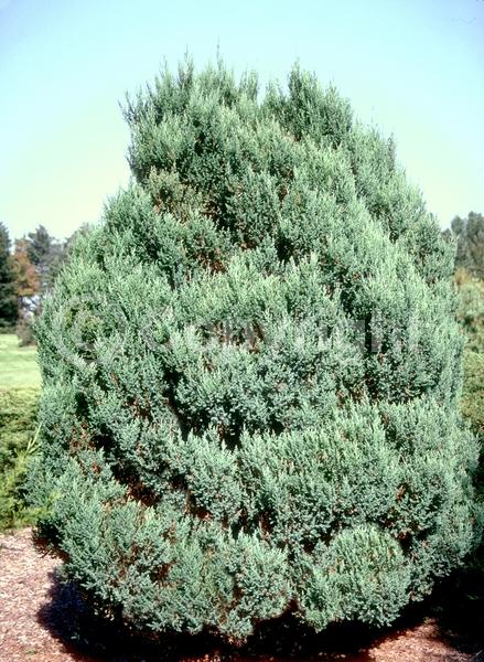 Yellow blooms; Brown blooms; Evergreen