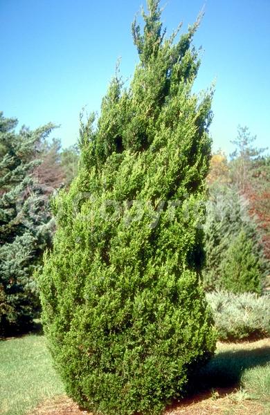 Yellow blooms; Brown blooms; Evergreen