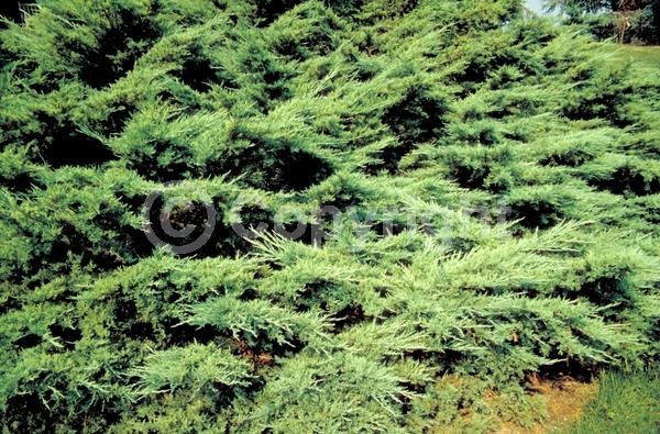 Yellow blooms; Brown blooms; Evergreen