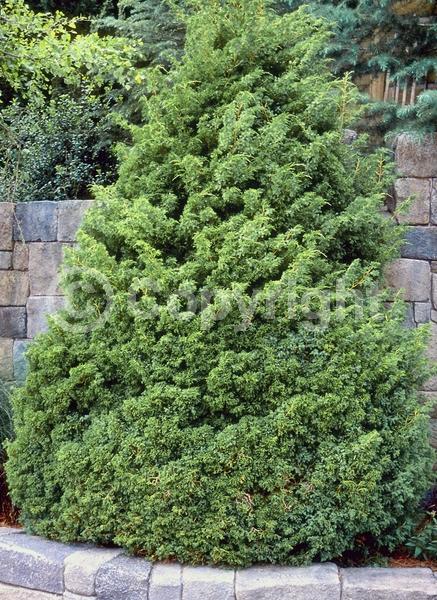 Yellow blooms; Brown blooms; Evergreen