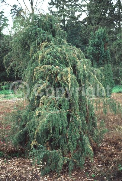 Yellow blooms; Brown blooms; Evergreen; North American Native