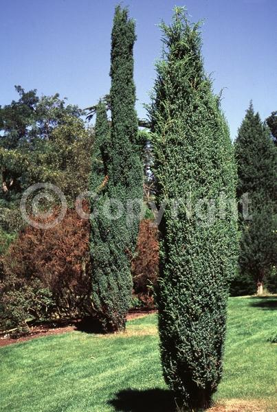 Yellow blooms; Brown blooms; Evergreen; North American Native