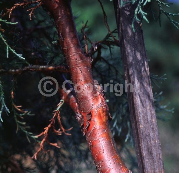 Unknown blooms; Evergreen; North American Native