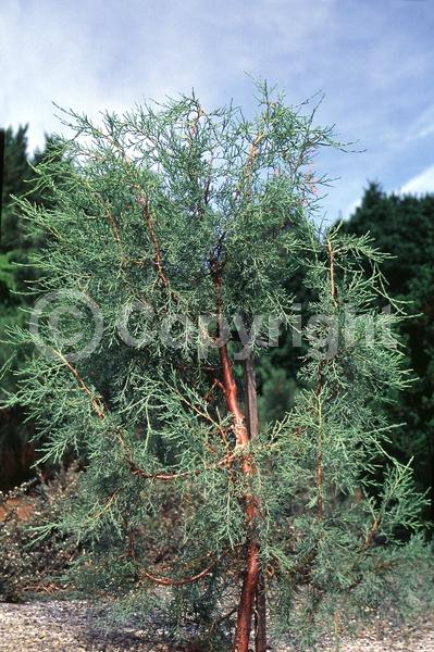 Unknown blooms; Evergreen; North American Native