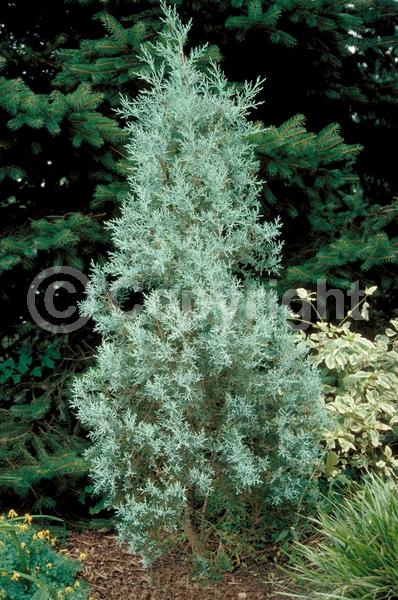 Unknown blooms; Evergreen; North American Native