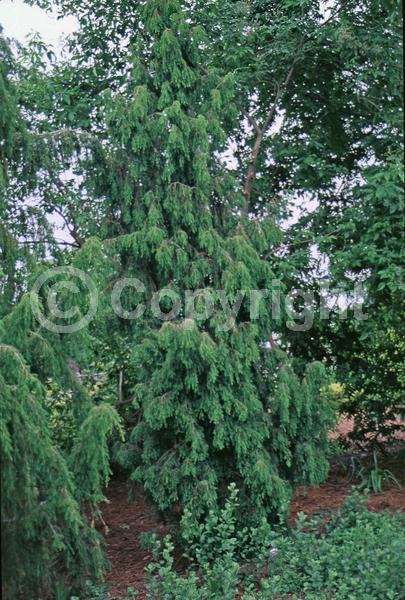 Yellow blooms; Brown blooms; Evergreen