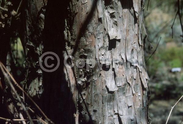 North American Native