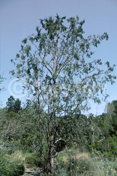 North American Native