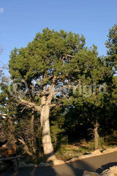 Unknown blooms; Evergreen; North American Native