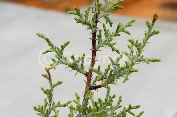Unknown blooms; Evergreen; North American Native