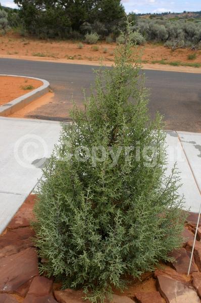 Unknown blooms; Evergreen; North American Native