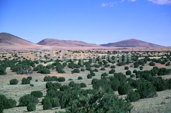 Unknown blooms; Evergreen; North American Native