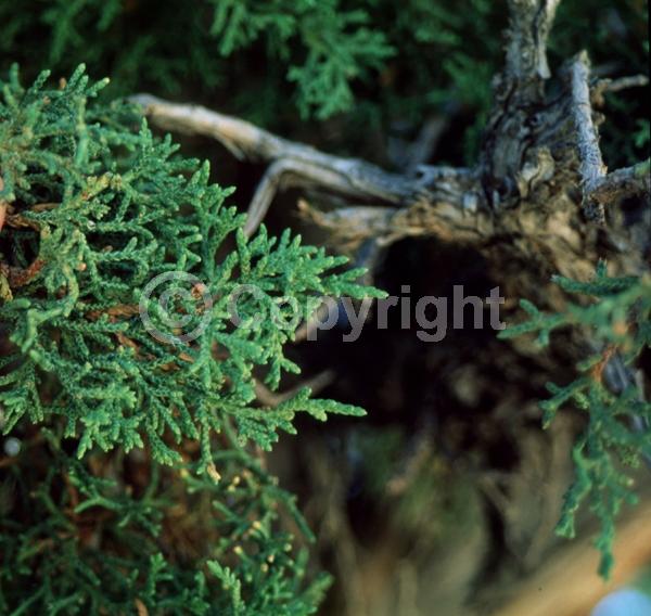 Unknown blooms; Evergreen; North American Native