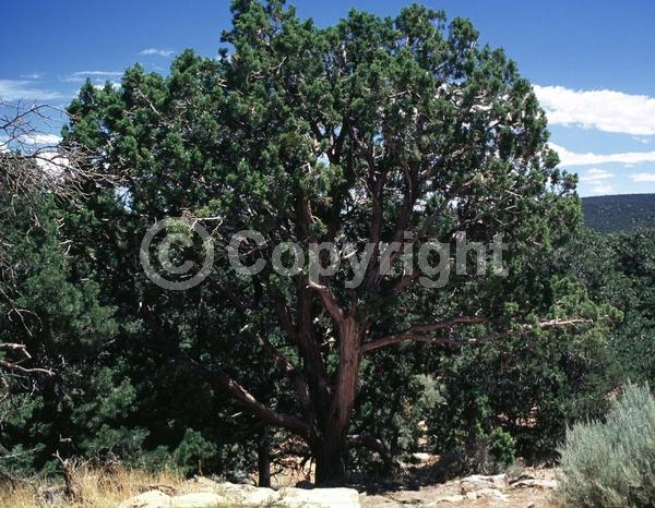 Unknown blooms; Evergreen; North American Native