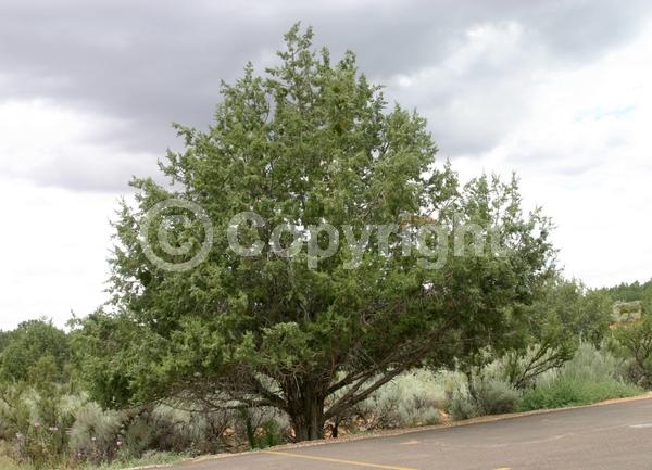 Unknown blooms; Evergreen; North American Native