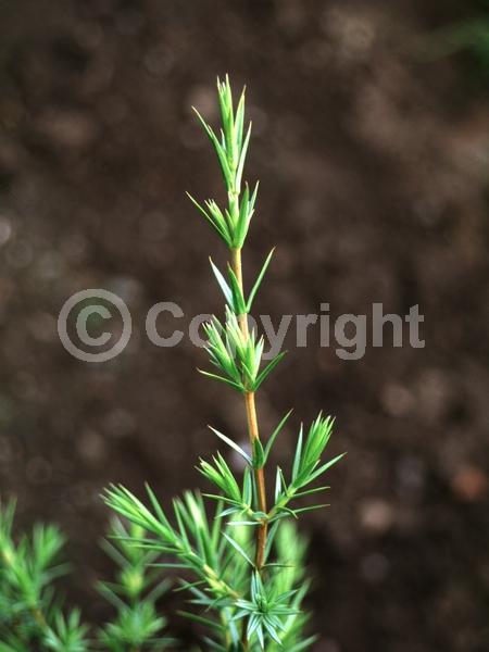 Unknown blooms; Evergreen; 