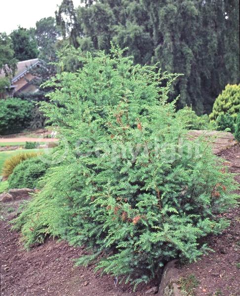 Unknown blooms; Evergreen; 