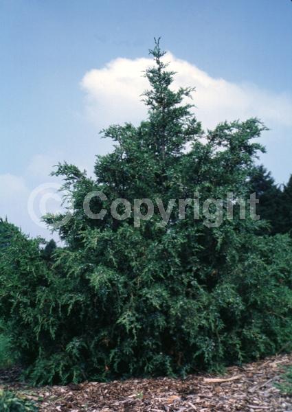 Yellow blooms; Green blooms; Evergreen