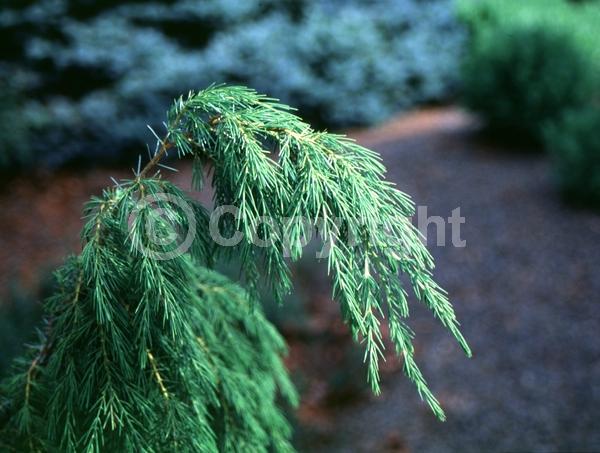 Unknown blooms; Evergreen; Needles or needle-like leaf