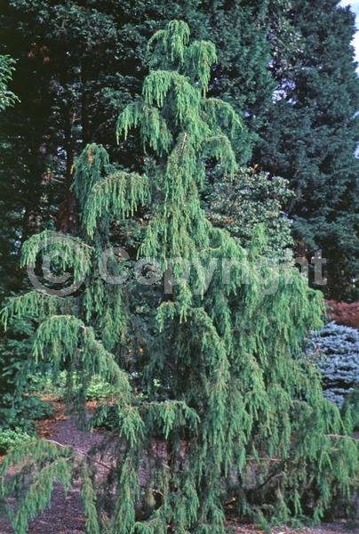 Unknown blooms; Evergreen; Needles or needle-like leaf