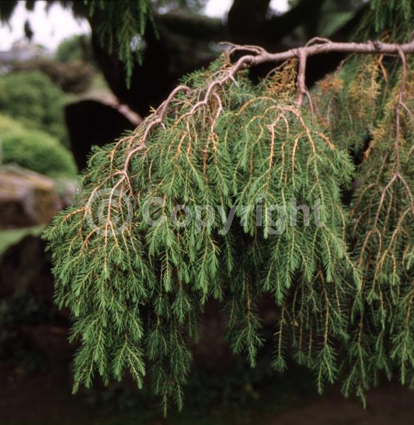 Unknown blooms; Evergreen; Needles or needle-like leaf