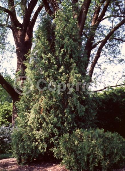 Unknown blooms; Evergreen; Needles or needle-like leaf