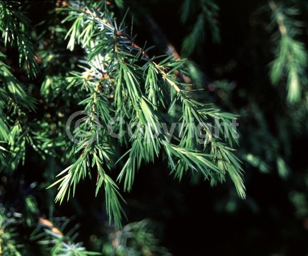 Unknown blooms; Evergreen; Needles or needle-like leaf
