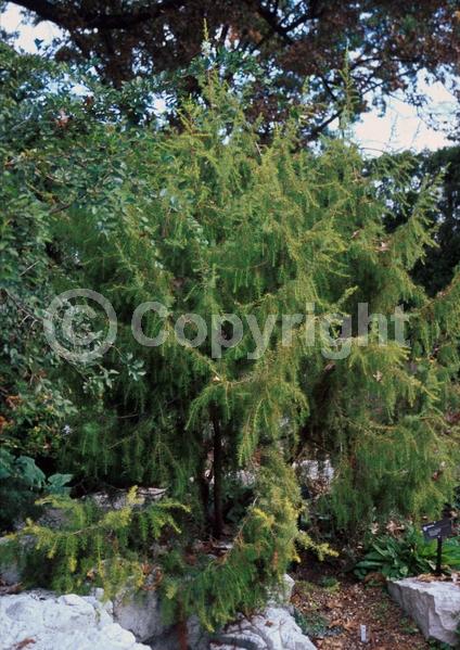 Unknown blooms; Evergreen; Needles or needle-like leaf