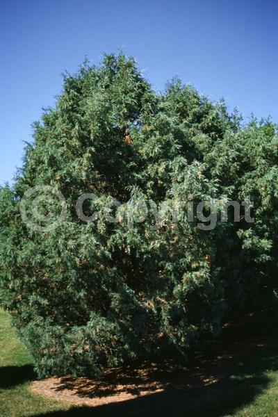 Unknown blooms; Evergreen; North American Native