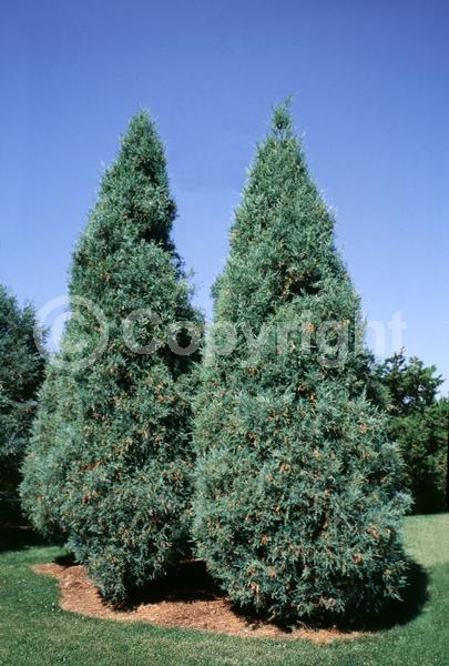 Unknown blooms; Evergreen; North American Native