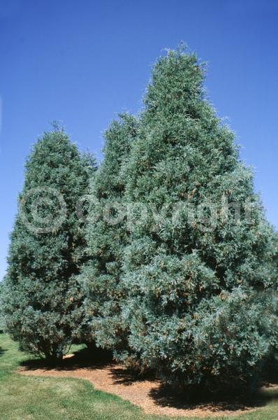 Unknown blooms; Evergreen; North American Native