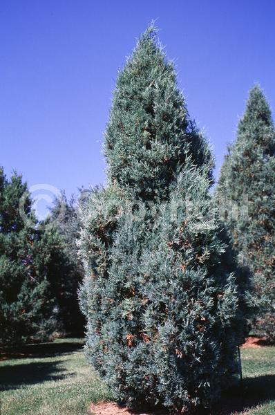 Unknown blooms; Evergreen; North American Native