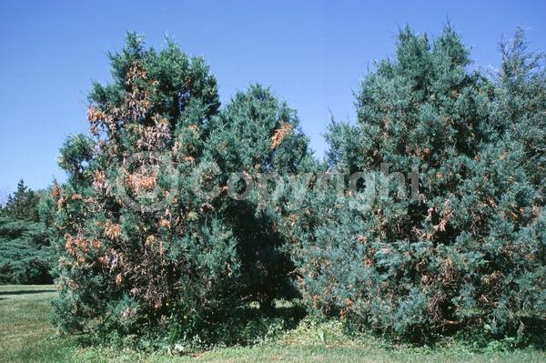 Unknown blooms; Evergreen; North American Native