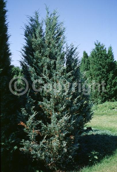 Unknown blooms; Evergreen; North American Native