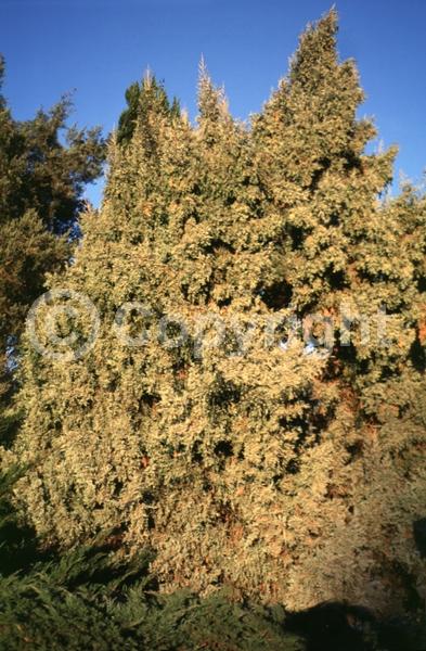 Unknown blooms; Evergreen; North American Native