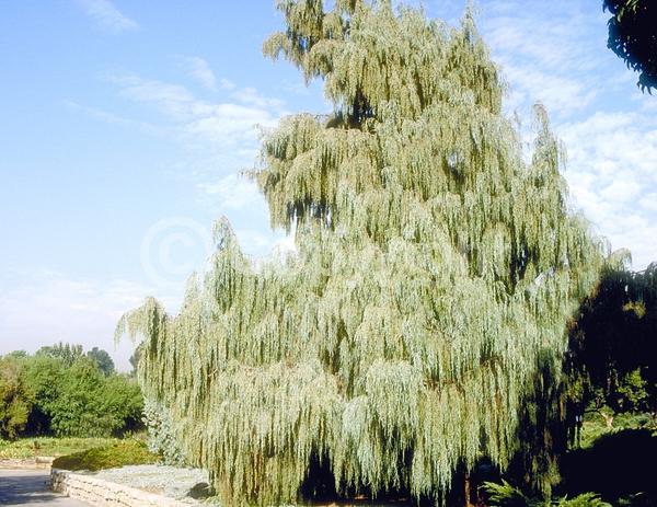 Unknown blooms; Evergreen; North American Native