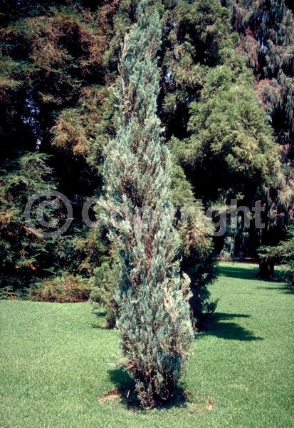 Unknown blooms; Evergreen; North American Native