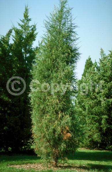 Unknown blooms; Evergreen; North American Native