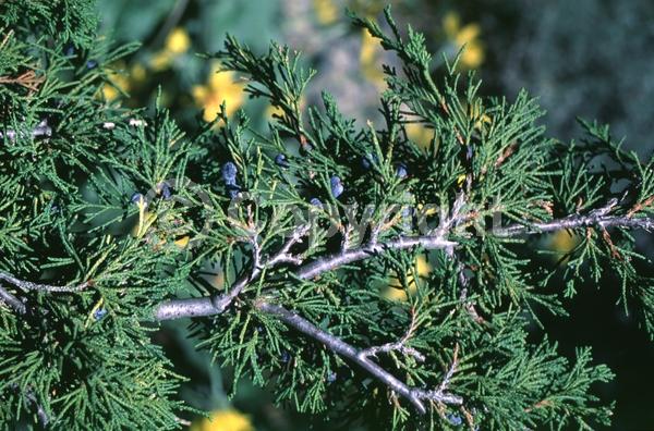 Unknown blooms; Evergreen; North American Native