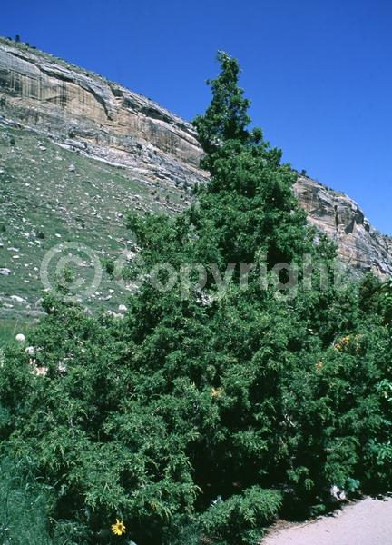 Unknown blooms; Evergreen; North American Native