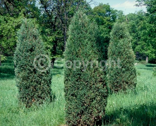 Unknown blooms; Evergreen; North American Native
