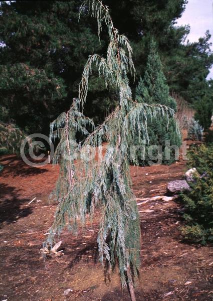 Unknown blooms; Evergreen; North American Native