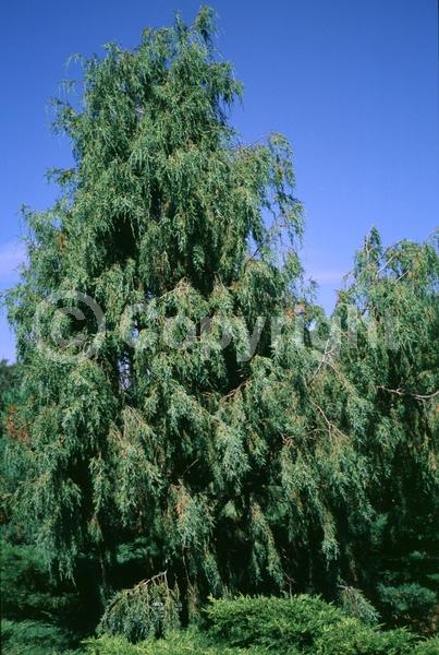 Unknown blooms; Evergreen; North American Native