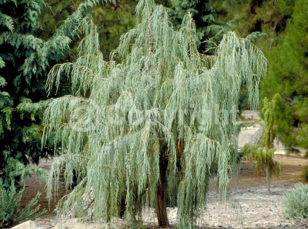 Unknown blooms; Evergreen; North American Native