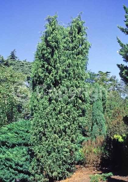 Yellow blooms; Brown blooms; Evergreen