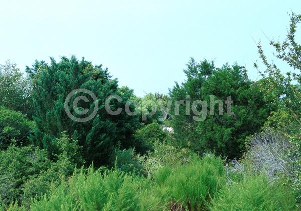 Unknown blooms; Evergreen; North American Native